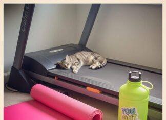 Best Fitness Equipment Near You: What You Should Know Before Buying A napping cat on a dusty treadmill next to a torn neon yoga mat and a "You Got This!" water bottle.