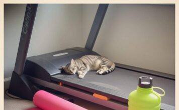 Best Fitness Equipment Near You: What You Should Know Before Buying A napping cat on a dusty treadmill next to a torn neon yoga mat and a "You Got This!" water bottle.
